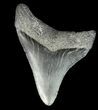 Bargain, Serrated, Megalodon Tooth - Georgia #43039-1